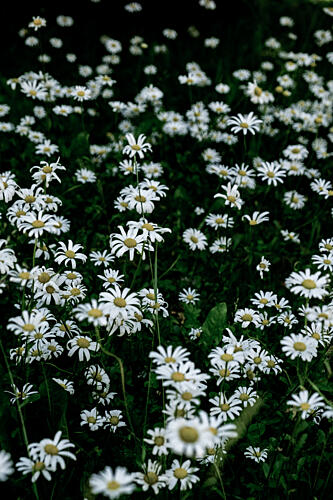 White Daisy Field Art Print