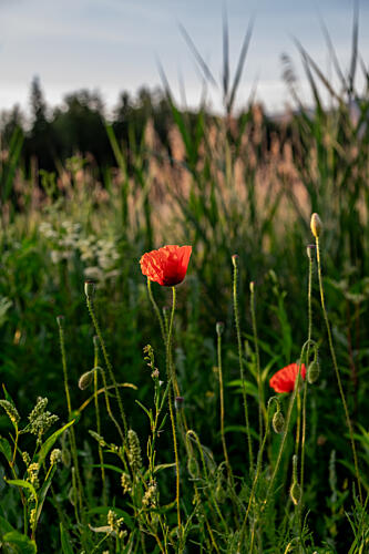 Golden Hour Poppies Art Print