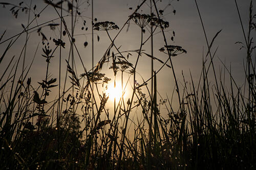 Golden Hour Grass Toile murale reproduction