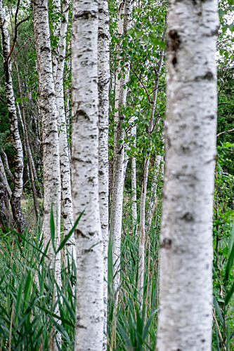 White Birch Forest Toile murale reproduction