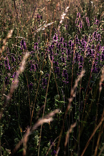 Wild Purple Flowers Art Print