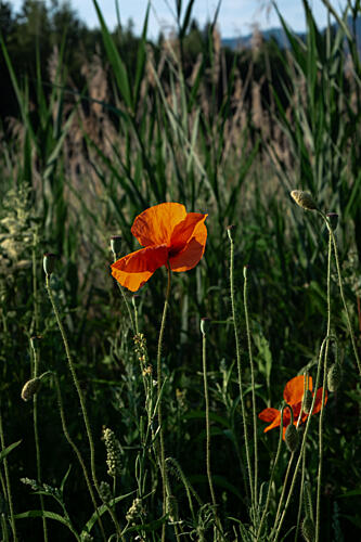 Orange Poppy Field Art Print