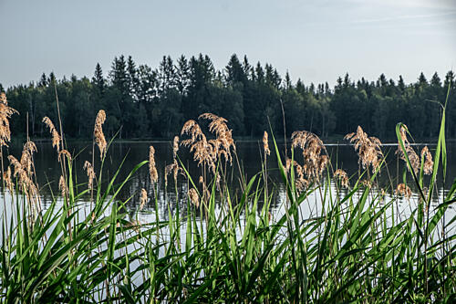Peaceful Lake Reeds Toile murale reproduction