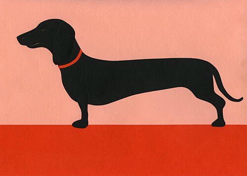 Stylish Black Dachshund Animaux reproduction