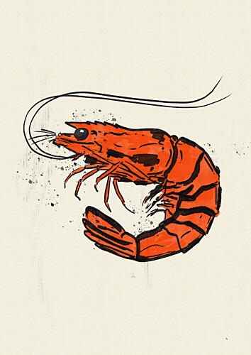 Vibrant Orange Shrimp Océan reproduction