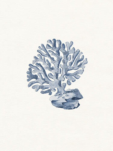 Marine Coral Study Bord de mer reproduction