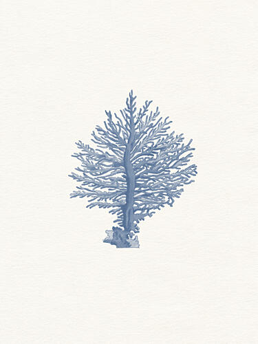 Delicate Blue Coral Art Print by Wild Violets
