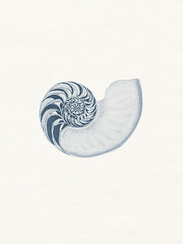 Blue Nautilus Spiral Art Print by Wild Violets