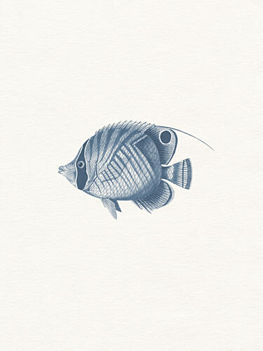 Blue Butterflyfish Drawing Art Print by Wild Violets
