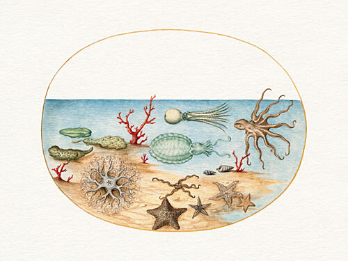 Vintage Ocean Creatures Animaux reproduction