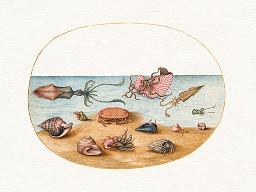 Marine Life Collection Art Print
