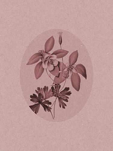 Elegant Columbine Bloom Art Print
