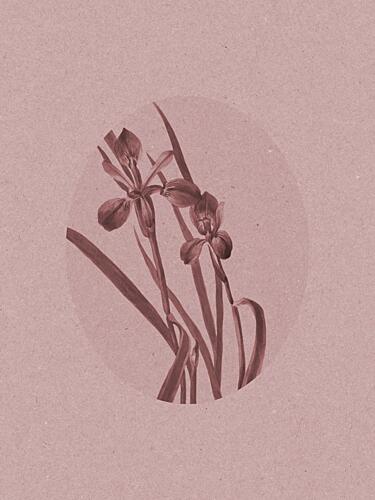 Elegant Botanical Irises Art Print by Wild Violets