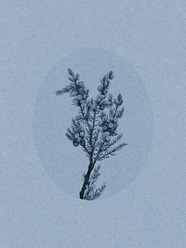 Blue Juniper Botanical Art Print by Wild Violets