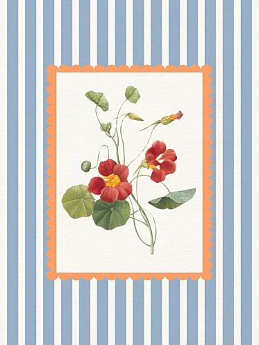 Vintage Nasturtium Bloom Art Print by Wild Violets