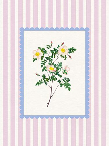 Classic Rose Illustration Art Print by Wild Violets