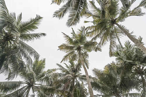 Tropical Palm Canopy Toile murale reproduction