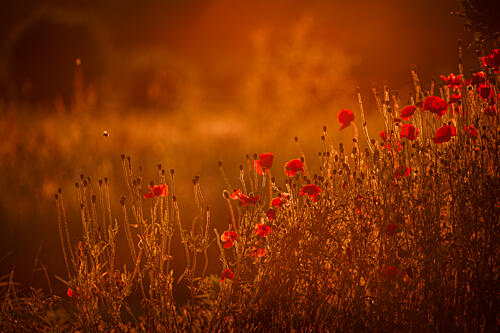 Red Poppies Sunset Art Print by Mayra Pama