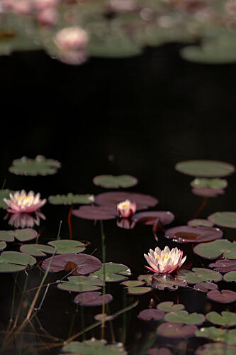 Lilies on Dark Water Art Print