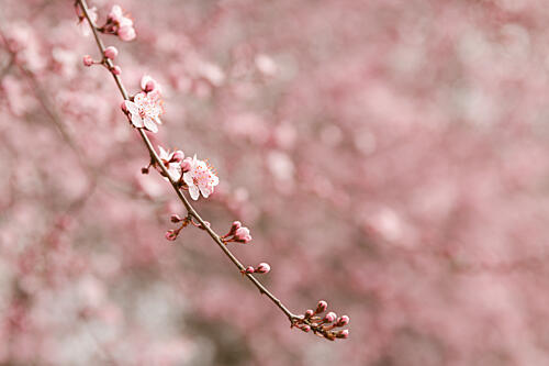Soft Pink Blossoms Art Print