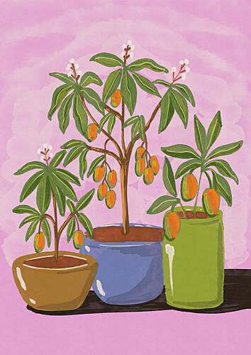 Potted Fruit Plants Nature reproduction