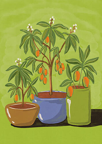 Vibrant Potted Kumquats Nature reproduction