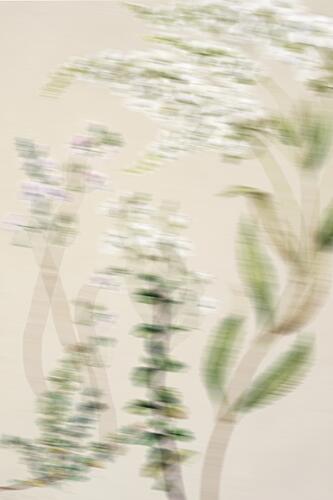Dreamy White Blooms Impressionniste reproduction