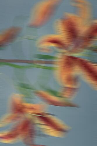 Vibrant Floral Blur Impressionniste reproduction