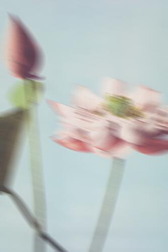 Dreamy Pink Lotus Impressionniste reproduction