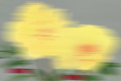 Blurred Yellow Blossoms Impressionniste reproduction