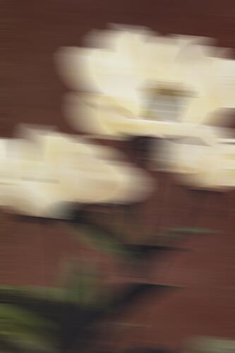 Dreamy White Floral Motion Art Print