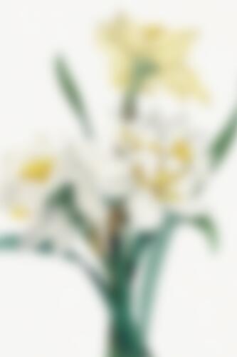 Fresh Spring Daffodils Impressionniste reproduction