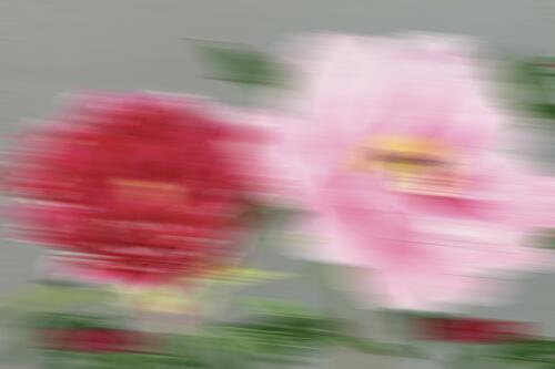 Dreamy Pink Blooms Art abstrait reproduction