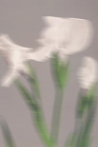 Soft Blurred Flowers Art Print