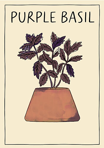 Potted Purple Basil Art Print