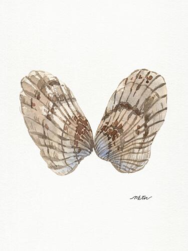Watercolor Oyster Shells Plage reproduction