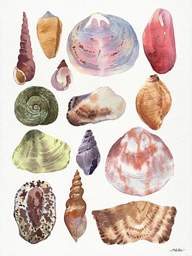 Shells 1 Art Print by Nktn