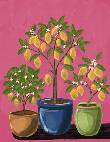 Vibrant Lemon Trees Nature reproduction
