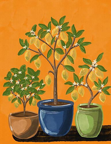 Lemon Trees Art Print