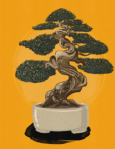 Elegant Bonsai Tree Nature reproduction