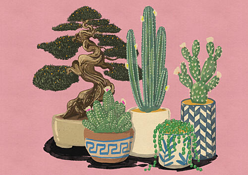 Potted Desert Plants Nature reproduction