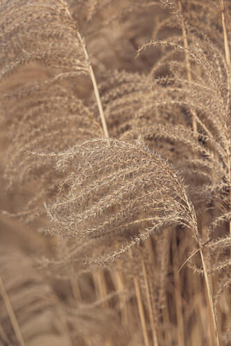 Soft Pampas Grass Art abstrait reproduction