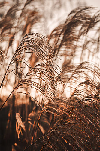 Swaying Pampas Grass Toile murale reproduction