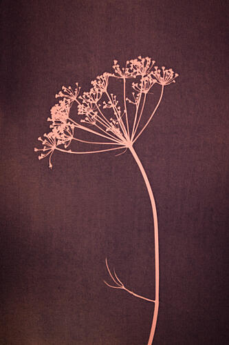Delicate Botanical Silhouette Art Print by Mayra Pama