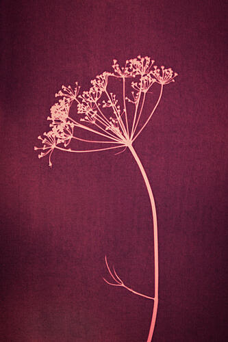 Vintage Pink Dill Art Print