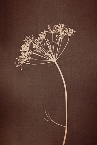 Umbelliferae - Warm Brown Minimaliste reproduction