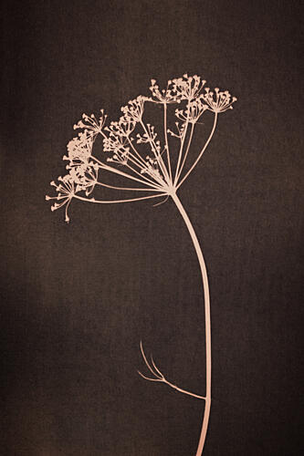 Delicate Botanical Silhouette Art Print by Mayra Pama