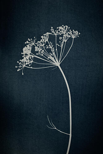 Elegant Dill Silhouette Art Print by Mayra Pama