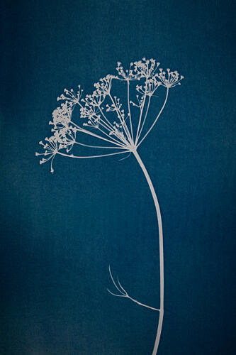 Indigo Botanical Silhouette Art Print by Mayra Pama