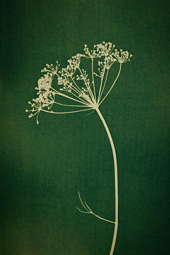 Green Botanical Outline Art Print by Mayra Pama